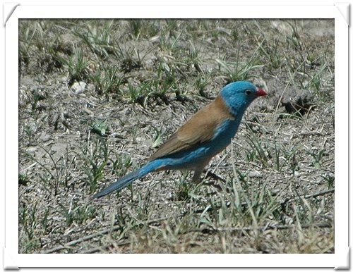 CORDON BLEU, BLUE-CAPPED.jpg