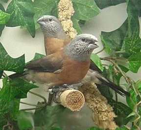 GrayHead Silverbill.jpg