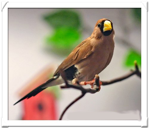 MASKED GRASSFINCH.jpg