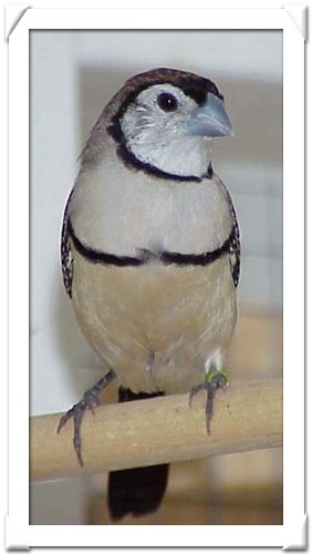 OWL FINCH.jpg