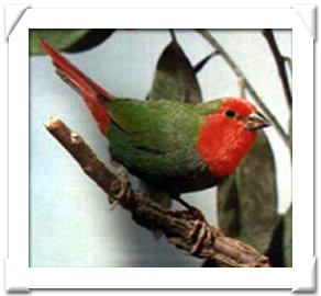 PARROT FINCH.jpg