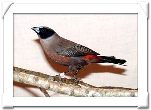 WAXBILL, BLACK-CHEEKED.jpg