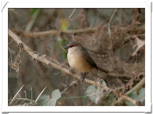 WAXBILL, CRIMSON-RUMPED.jpg