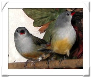 WAXBILL, YELLOW BELLIED (SWEE).jpg