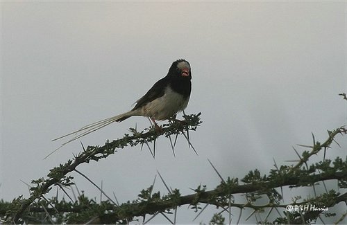 WHYDAH , STRAW-TAILED.jpg