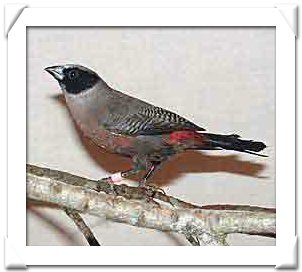 black cheeked waxbill.jpg