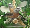 GrayHead Silverbill.jpg