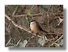 WAXBILL, CRIMSON-RUMPED.jpg