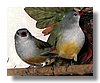 WAXBILL, YELLOW BELLIED (SWEE).jpg