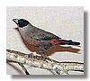 black cheeked waxbill.jpg